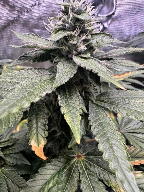 Fruity Cali Strains. Week 12 - Studio cherry 