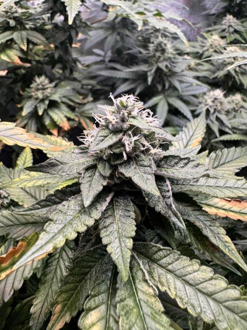 Fruity Cali Strains. Week 12 - Studio cherry 