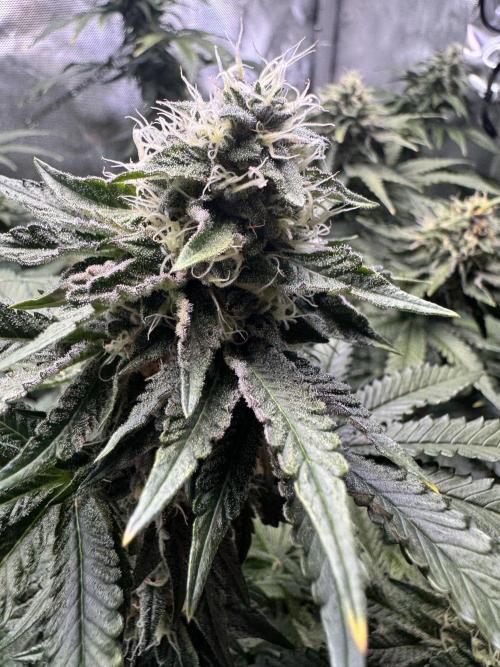 Fruity Cali Strains. Week 12 - Lemonessence 