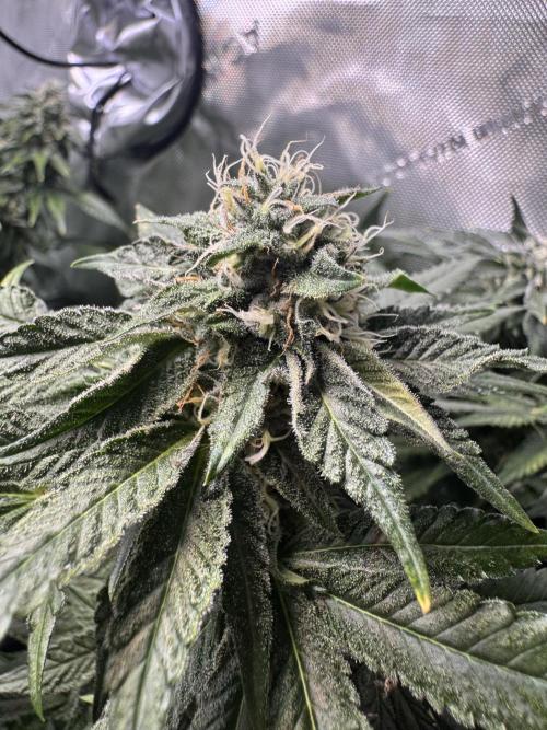 Fruity Cali Strains. Week 12 - Lemonessence