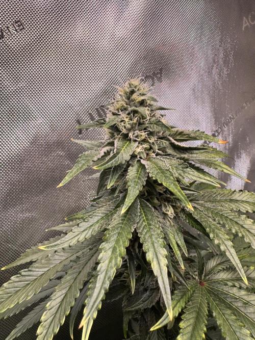 Fruity Cali Strains. Week 12 - Lemonessence