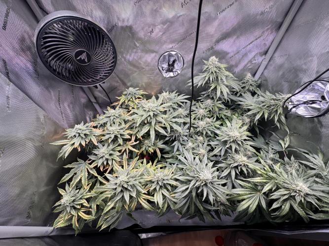 Fruity Cali Strains. Week 12
