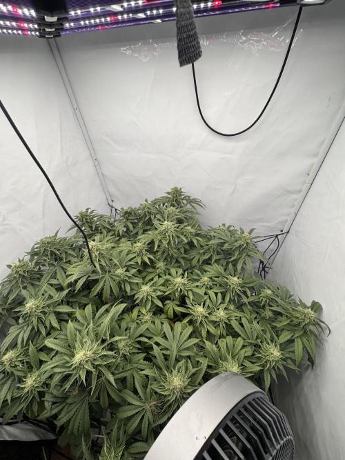 Wizard Trees Potion Scrog. Week 12