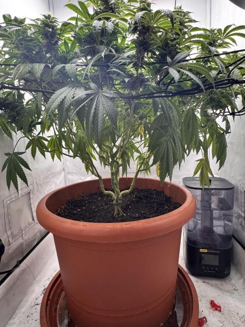 Wizard Trees Potion Scrog. Week 12