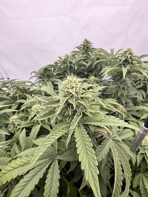 Wizard Trees Potion Scrog. Week 12