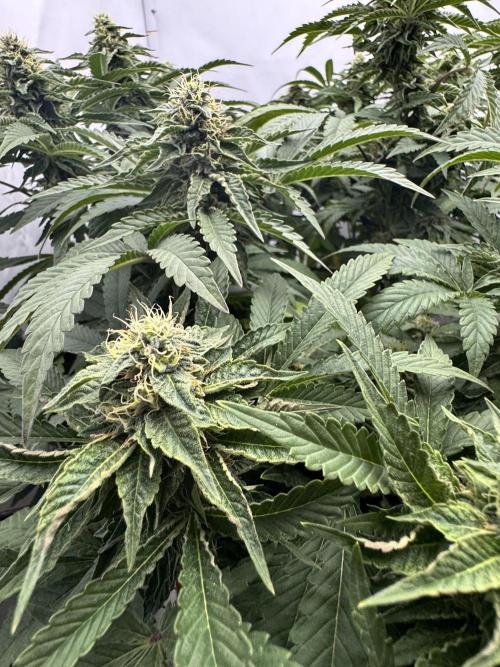 Wizard Trees Potion Scrog. Week 12