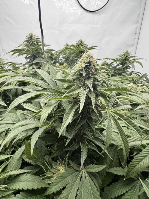 Wizard Trees Potion Scrog. Week 12