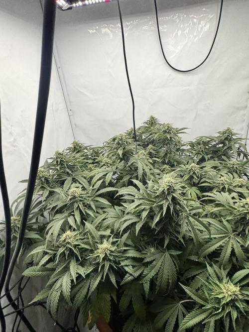 Wizard Trees Potion Scrog. Week 12