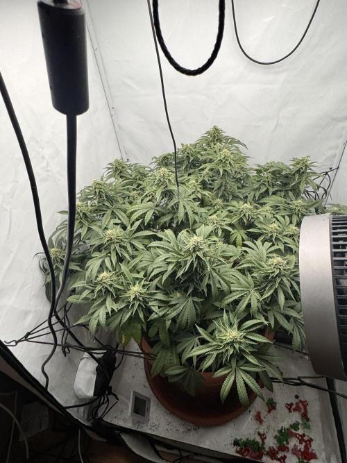 Wizard Trees Potion Scrog. Week 12