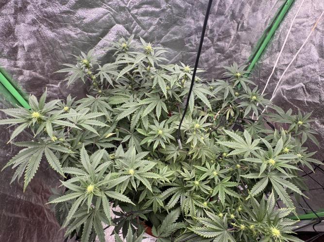 Colorado Nightshifter SCROG. Week 8