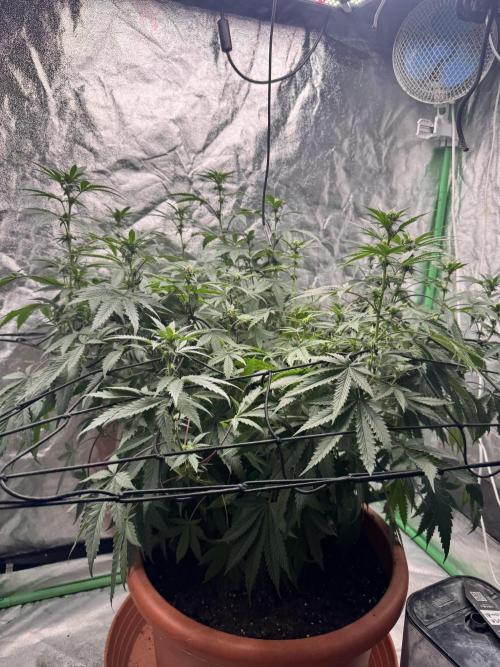 Colorado Nightshifter SCROG. Week 8