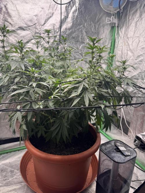 Colorado Nightshifter SCROG. Week 8