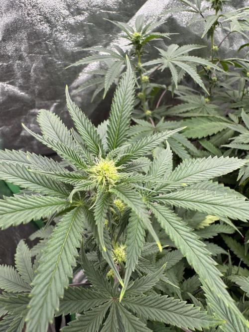 Colorado Nightshifter SCROG. Week 8