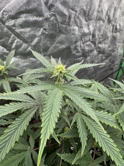 Colorado Nightshifter SCROG. Week 8