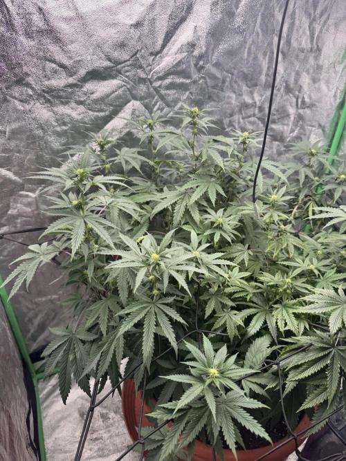 Colorado Nightshifter SCROG. Week 8