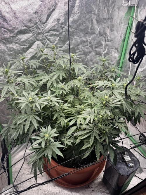 Colorado Nightshifter SCROG. Week 8