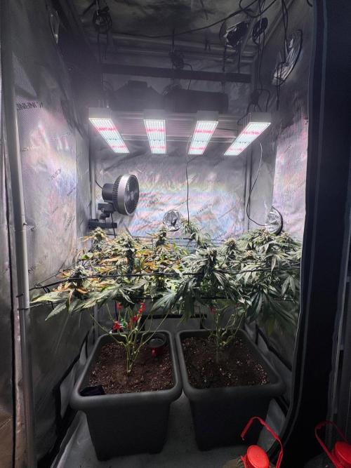 Fruity Cali Strains. Week 13