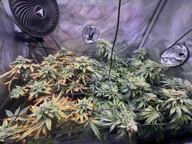 Fruity Cali Strains. Week 13