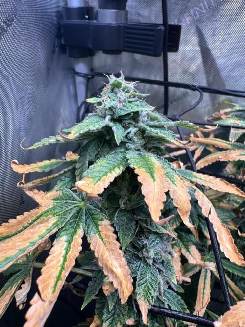 Fruity Cali Strains. Week 13 - Studio cherry