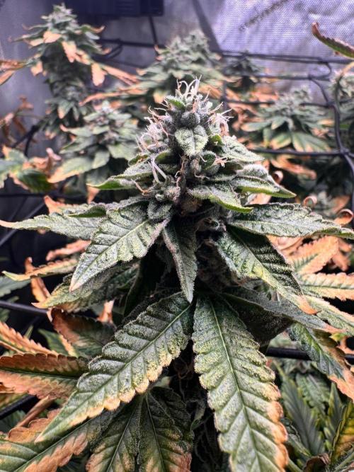 Fruity Cali Strains. Week 13 - Studio cherry 
