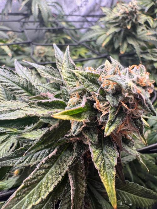 Fruity Cali Strains. Week 13 - Lemonessence 
