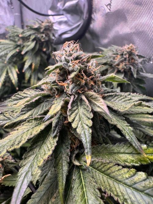 Fruity Cali Strains. Week 13 - Lemonessence 