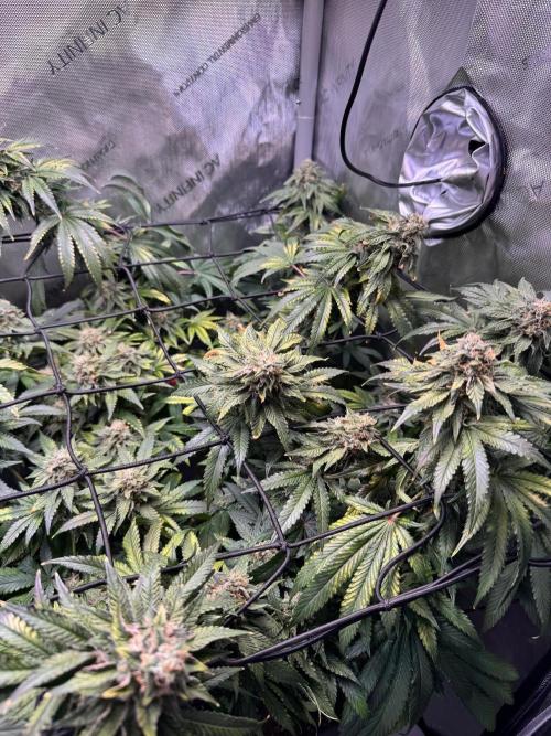 Fruity Cali Strains. Week 13 - Lemonessence 