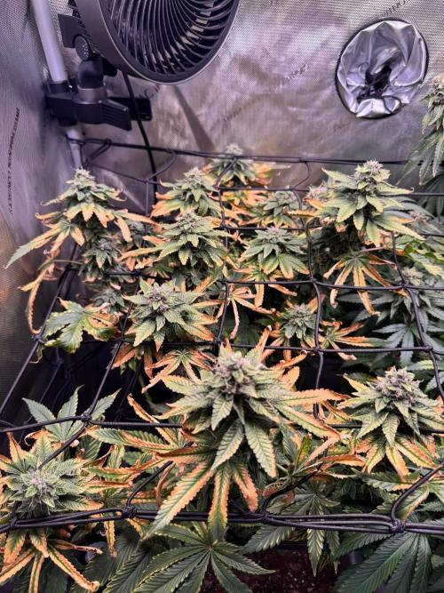 Fruity Cali Strains. Week 13 - Studio cherry 