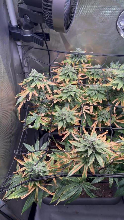 Fruity Cali Strains