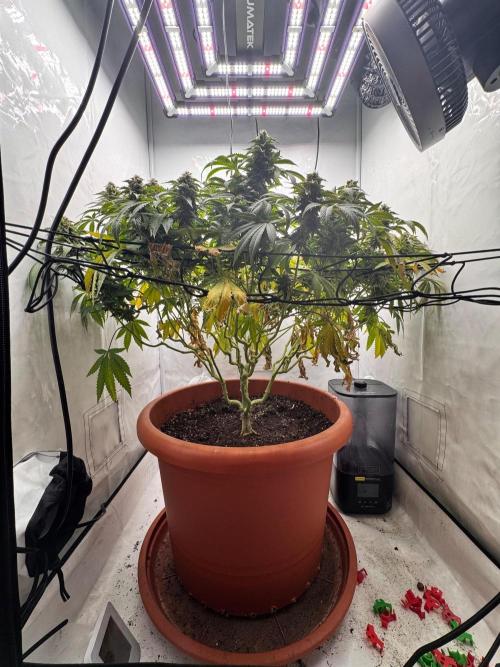 Wizard Trees Potion Scrog. Week 13