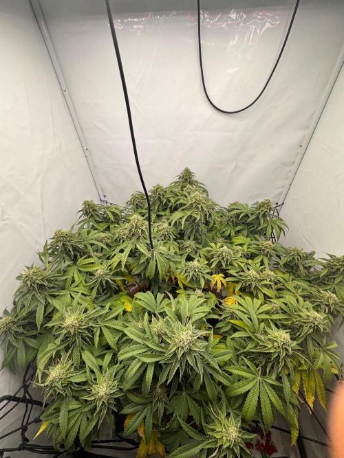 Wizard Trees Potion Scrog. Week 13