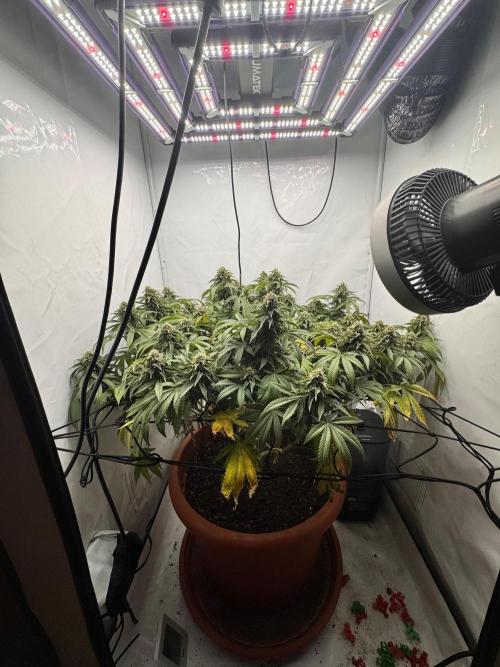 Wizard Trees Potion Scrog. Week 13