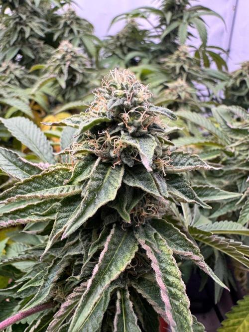 Wizard Trees Potion Scrog. Week 13