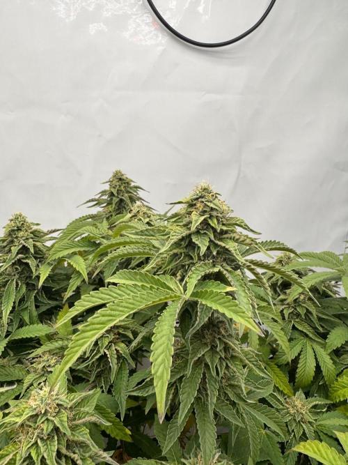 Wizard Trees Potion Scrog. Week 13