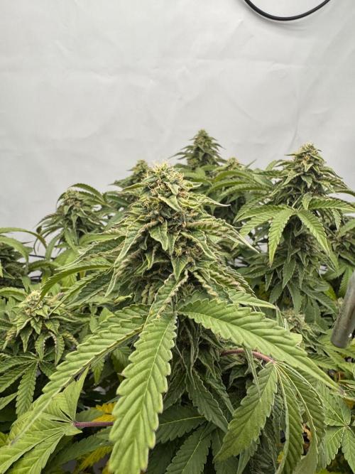 Wizard Trees Potion Scrog. Week 13