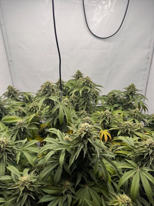Wizard Trees Potion Scrog. Week 13