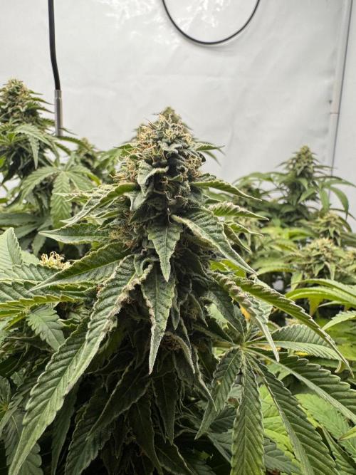 Wizard Trees Potion Scrog. Week 13