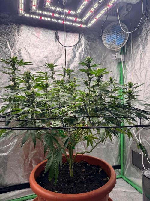 Colorado Nightshifter SCROG. Week 9