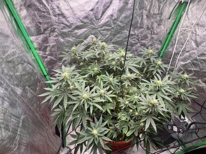 Colorado Nightshifter SCROG. Week 9