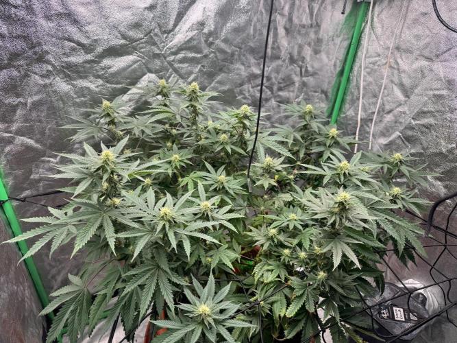 Colorado Nightshifter SCROG. Week 9