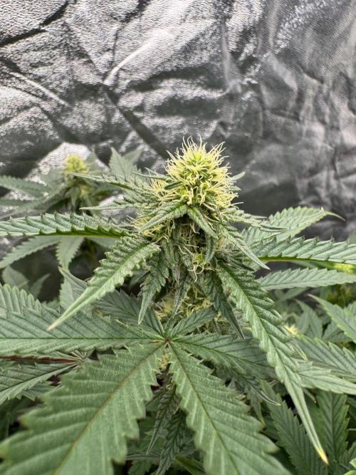Colorado Nightshifter SCROG. Week 9