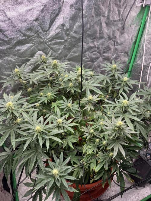 Colorado Nightshifter SCROG. Week 9
