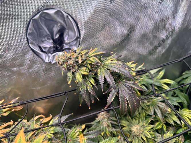 Fruity Cali Strains. Week 14 - Lemonessence