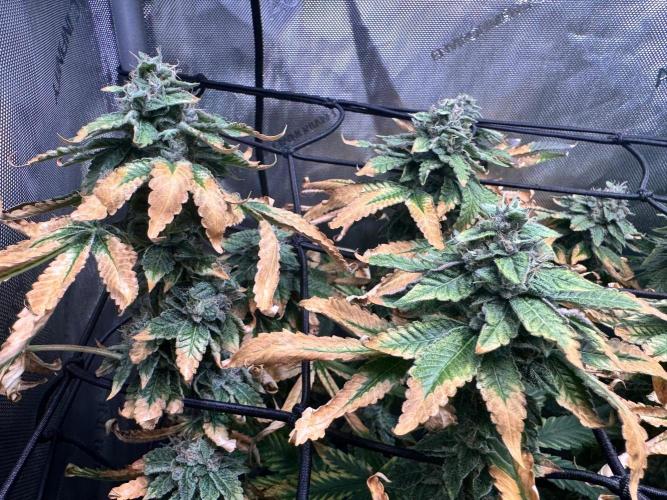 Fruity Cali Strains. Week 14 - Studio cherry 