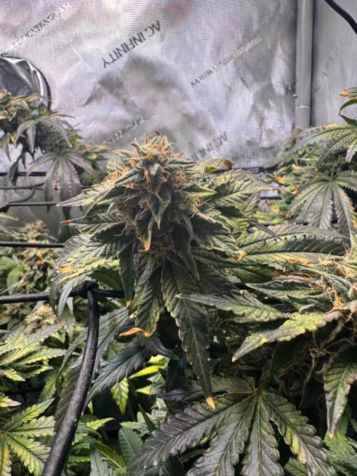 Fruity Cali Strains. Week 14 - Lemonessence