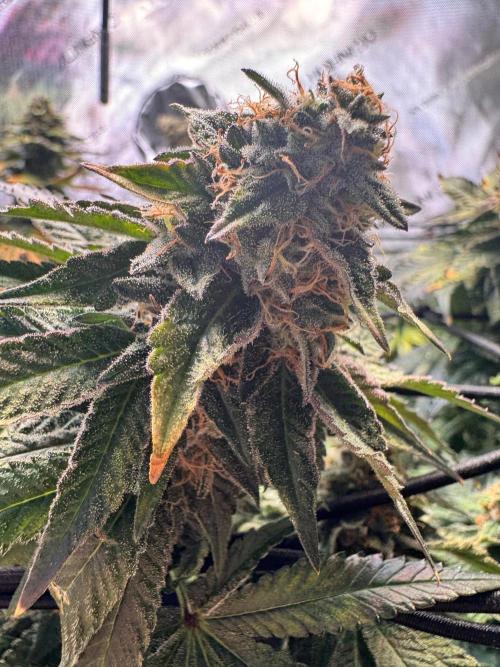 Fruity Cali Strains. Week 14 - Lemonessence