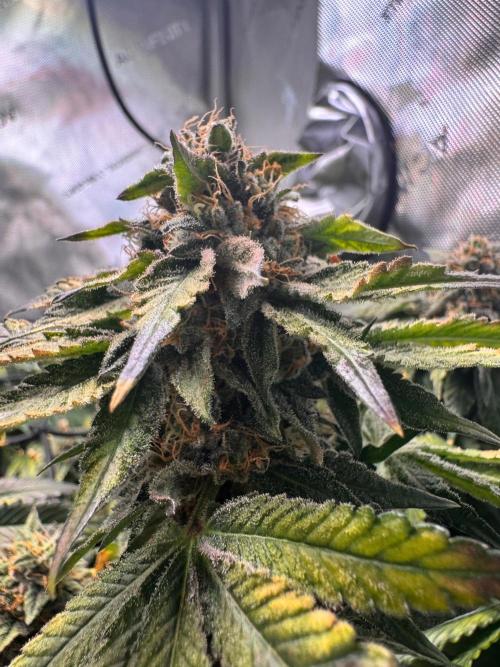 Fruity Cali Strains. Week 14 - Lemonessence 