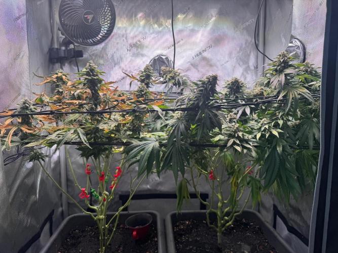 Fruity Cali Strains. Week 14