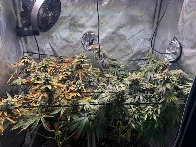 Fruity Cali Strains. Week 14