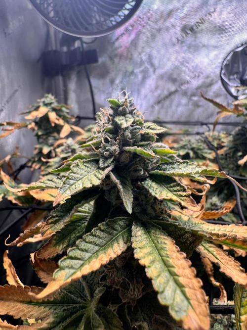 Fruity Cali Strains. Week 14 - Studio cherry 